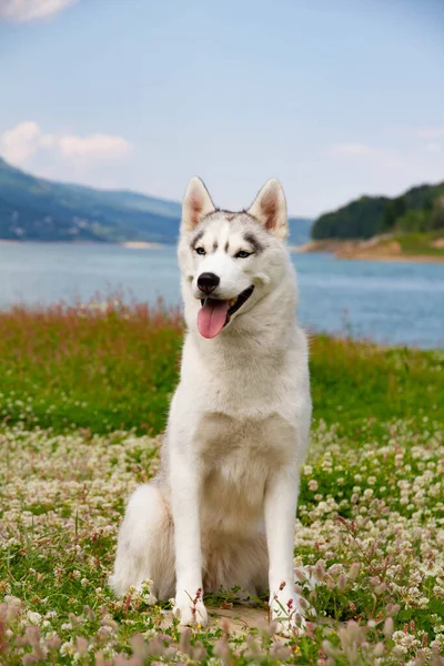 湖や森林の背景にある山の上に座ってシベリアのハスキー 自然景観を背景にした犬 ストック写真
