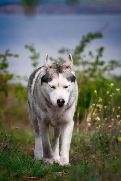 Cão Está Caminhando Longo Grama Caçador Perigoso Husky Siberiano Está — Fotografia de Stock