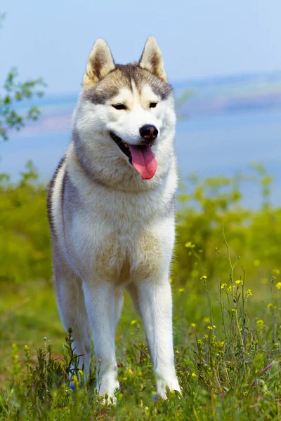 Sibirya Husky 'sinin portresi. Yakın plan. Bir köpek çimlerin üzerinde duruyor. Manzara. Arka plan nehri. Tasmasız safkan bir köpek.. Stok Resim