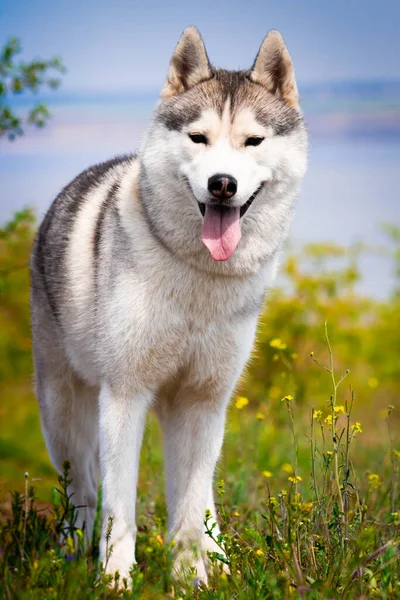 Portret syberyjskiego Husky 'ego. Zbliżenie. Pies stoi na trawie. Krajobraz. Rzeka tła. Pies czystej krwi bez smyczy. — Zdjęcie stockowe