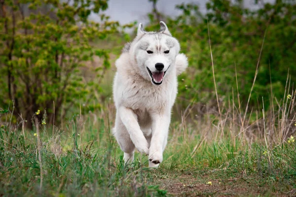 O Husky está a correr pela relva. Close-up. O cão caminha na natureza. Husky siberiano corre para a câmera. Caminhadas ativas com o cão . — Fotografia de Stock