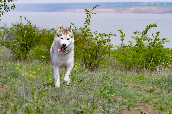 Хаски бежит по траве. Крупный план. Собака гуляет на природе. Сибирский Хаски бежит к камере. Активная прогулка с собакой . — стоковое фото