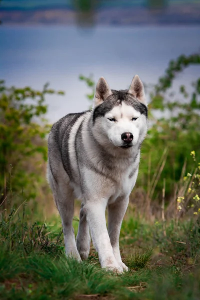 O cão está caminhando ao longo da grama. Caçador perigoso. Husky siberiano está correndo . — Fotografia de Stock