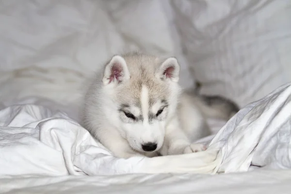 Lindo cachorro husky siberiano sentado sobre fondo blanco. El perro está acostado en la cama. Cachorro indulges . —  Fotos de Stock