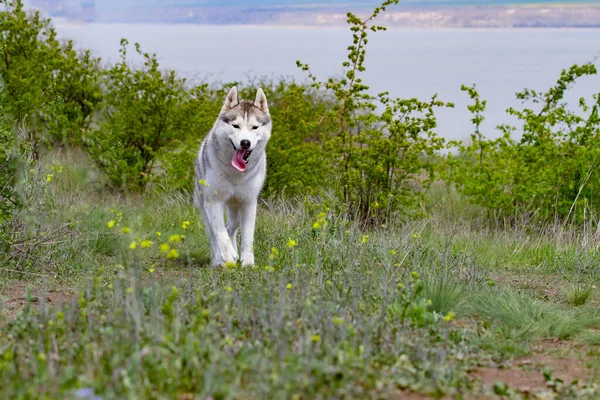 허스키 가 풀밭을 뛰어다니고 있습니다. 클로즈업. 개는 자연 속을 걷습니다. 시베리아 허스키가 카메라 앞으로 달려간다. 적극적 인 산책 개와 함께. — 스톡 사진