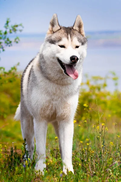 Portrait of a Siberian Husky. Close-up. A dog is standing on the grass. Landscape. Background river. A purebred dog without a leash. — Stock Photo, Image