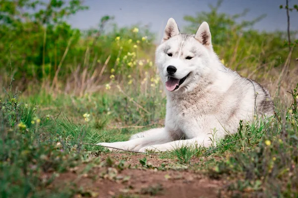 Il cane è sdraiato sull'erba. Ritratto di un siberiano Husky. Primo piano. Riposare con un cane in natura. Paesaggio con un fiume . — Foto Stock