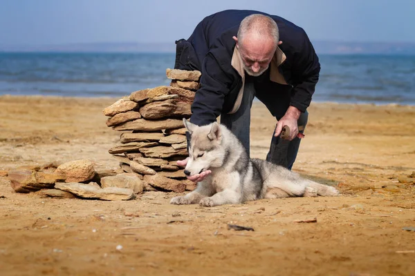 Hombre y perro Husky pasear en el parque . —  Fotos de Stock