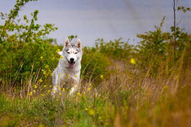 Husky çimlerin arasında koşuyor. Yakın plan. Köpek doğada yürür. Sibirya Husky 'si kameraya koşuyor. Aktif olarak köpekle yürüyor..
