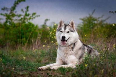 Köpek çimlerin üzerinde yatıyor. Sibirya Husky 'sinin portresi. Yakın plan. Doğada bir köpekle dinlenmek. Nehirli bir manzara.