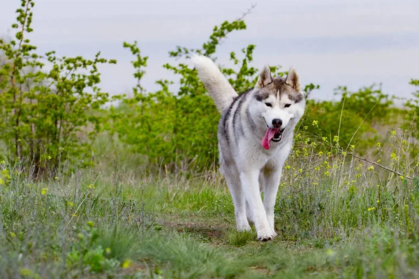 Хаски Бежит Траве Крупный План Собака Гуляет Природе Сибирский Хаски — стоковое фото