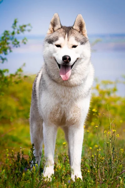 Πορτρέτο Ενός Σιβηριανού Χάσκι Κοντινό Πλάνο Ένα Σκυλί Στέκεται Στο — Φωτογραφία Αρχείου