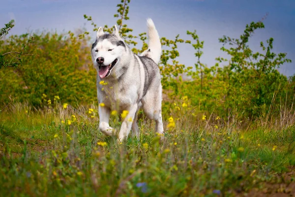 胡斯基在草地上奔跑 这只狗在大自然中行走 西伯利亚哈士奇冲向摄像机 和狗一起积极散步 — 图库照片