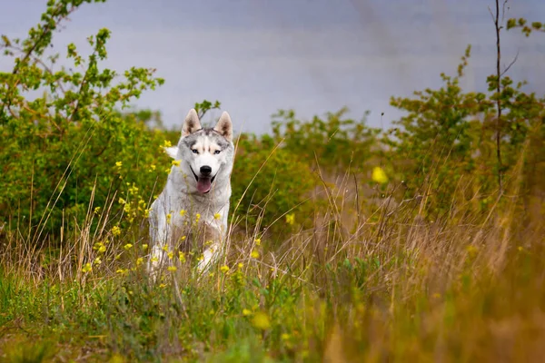Husky Está Corriendo Por Hierba Primer Plano Perro Pasea Naturaleza —  Fotos de Stock