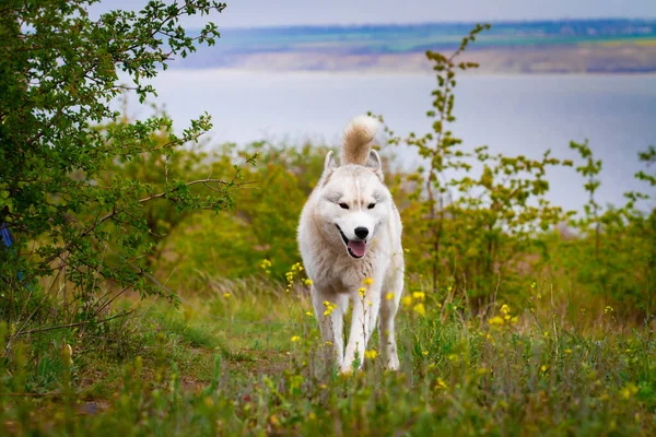 Husky is running through the grass. Close-up. The dog walks in nature. Siberian Husky runs to the camera. Active walks with the dog.