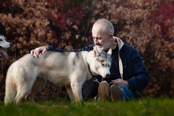 Adam Husky Parkta Yürüyor Köpeğe Tasma Takıyor — Stok fotoğraf