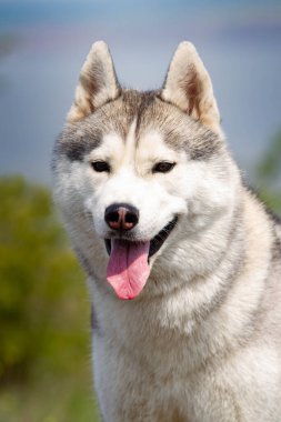 Sibirya Husky 'nin Portresi
