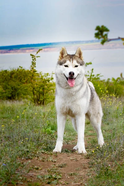 Retrato Husky Siberiano Primer Plano Perro Está Pie Sobre Hierba —  Fotos de Stock