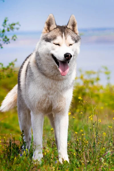 Portret Syberyjskiego Husky Ego Zbliżenie Pies Stoi Trawie Krajobraz Rzeka — Zdjęcie stockowe