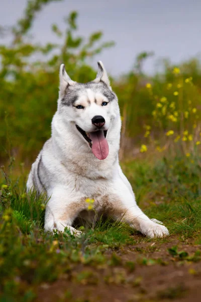 Cão Está Deitado Relva Retrato Husky Siberiano Close Descansar Com — Fotografia de Stock