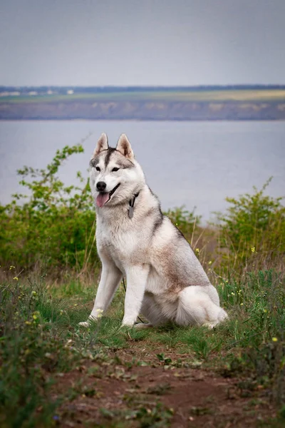 Sibirisk Huskyhund Ljusgröna Träd Och Gräs Finns Bakgrunden Husky Sitter — Stockfoto