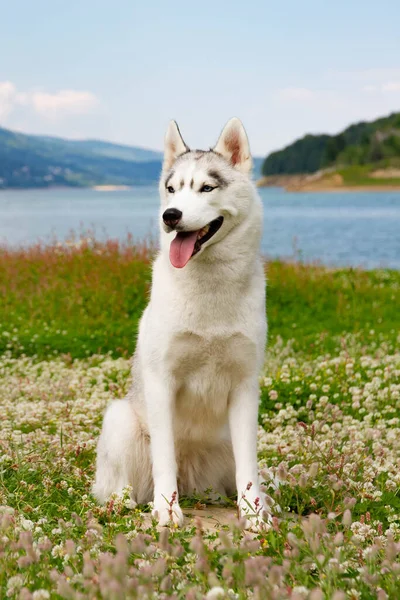 Portret Van Siberische Husky Stockfoto