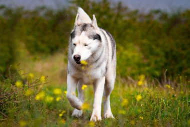 Köpek çimenlerin üzerinde yürüyor. Tehlikeli bir avcı. Sibirya Husky 'si koşuyor.