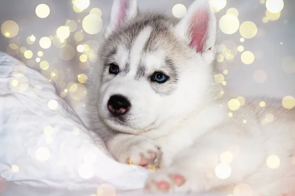 Lindo Cachorro Husky Siberiano Sentado Sobre Fondo Blanco Perro Está —  Fotos de Stock