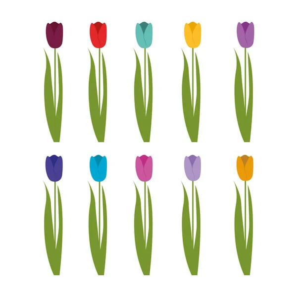 Tulipano Colorato Insieme Isolato Sfondo Bianco — Vettoriale Stock