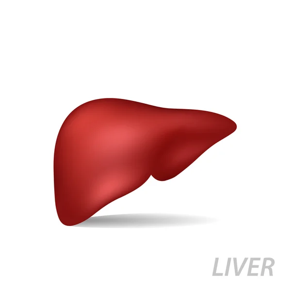 Realistiska mänskliga levern. Medicin-anatomi, orgel människa, hälsa och biologi isolerad på vit bakgrund, vektor medicinsk illustration — Stock vektor