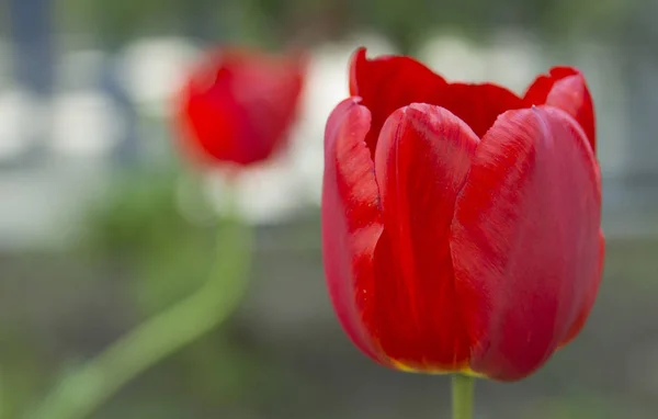 Beautiful red flower background. Amazing view of bright red tulips