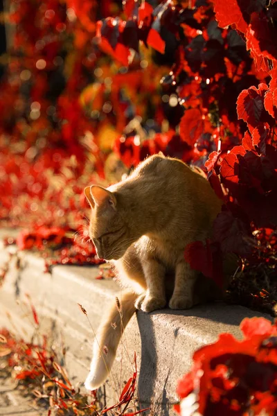 Кот на фоне красных листьев осенью — стоковое фото