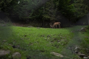 Geyik geyiği sonbahar ormanında
