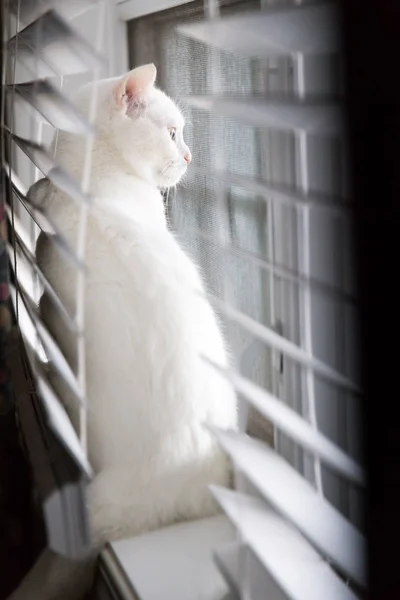Macska néz ki az ablakon — Stock Fotó