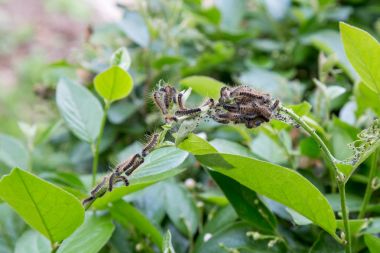 Bir çalılıkta Çadır Tırtıllar