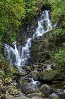 Ağaçlarda bir şelale