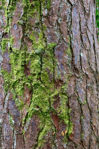 Detalhe Musgo Que Cresce Tronco Árvore — Fotografia de Stock