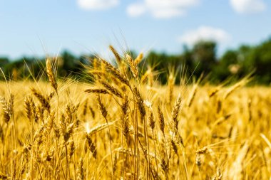 Mısır gevreği tarlasını kapatın. Altın buğday kulakları.