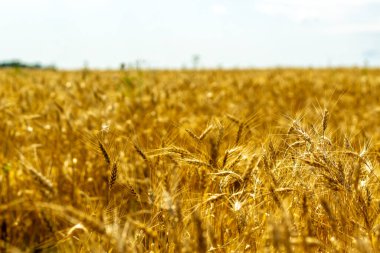 Mısır gevreği tarlasını kapatın. Altın buğday kulakları.