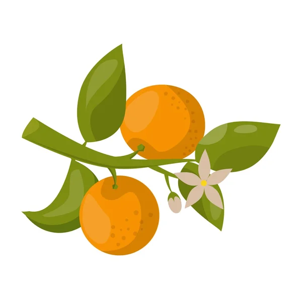 Orange Branch isolerad vektor illustration. — Stock vektor