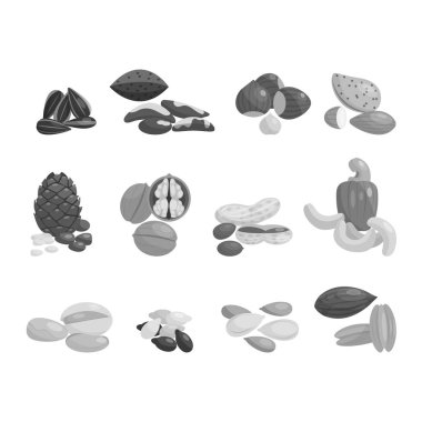 Farklı fındık set vektör.