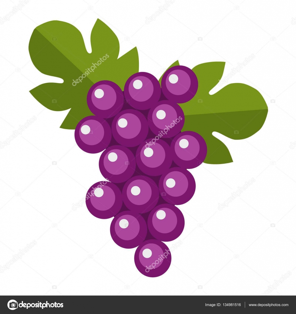 Azul mojado Isabella uvas racimo vector . — Vector de stock © luplupme