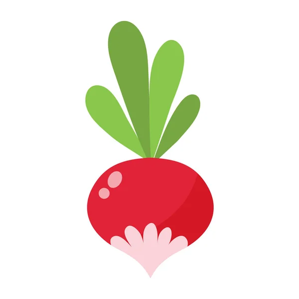 Small garden radish isolated vector illustration. — Stock Vector