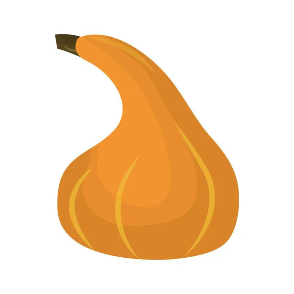 Calabaza fresca naranja vegetal aislado vector ilustración . — Vector de stock