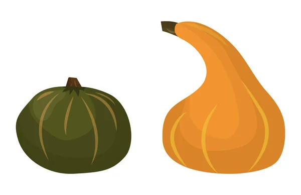 Ilustração isolada vegetal fresca do vetor da abóbora laranja . — Vetor de Stock