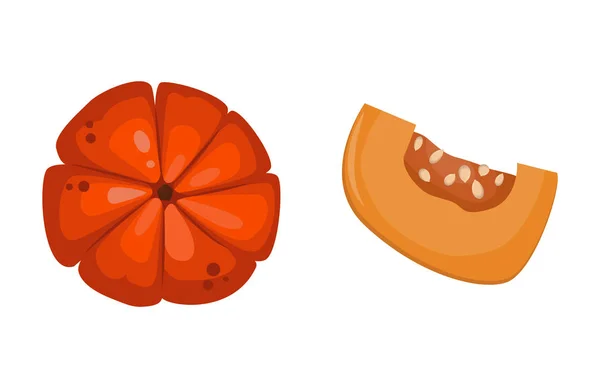 Calabaza fresca naranja vegetal aislado vector ilustración . — Archivo Imágenes Vectoriales