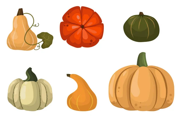 Calabaza fresca naranja vegetal aislado vector ilustración . — Archivo Imágenes Vectoriales