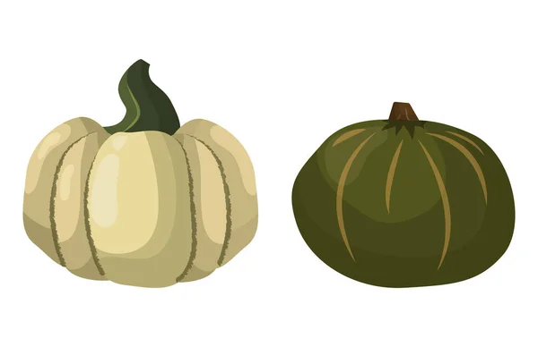 Calabaza fresca naranja vegetal aislado vector ilustración . — Archivo Imágenes Vectoriales