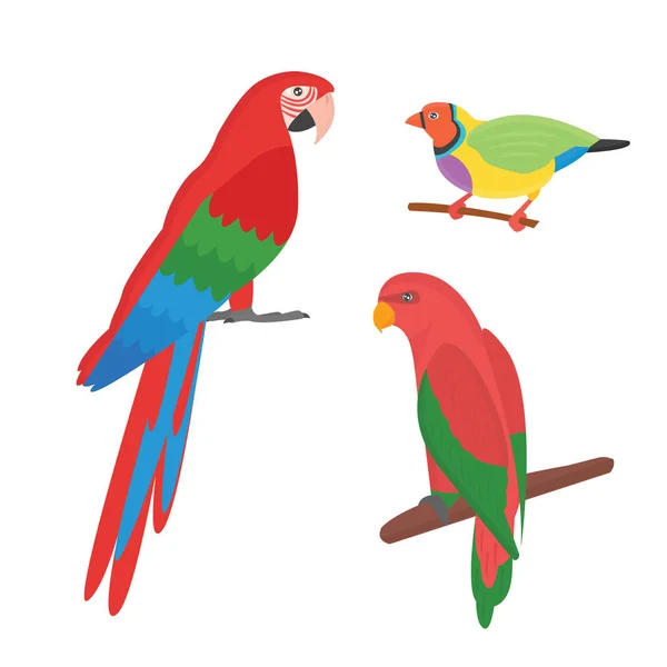 Cartoon tropical parrot wild animal bird vector illustration.