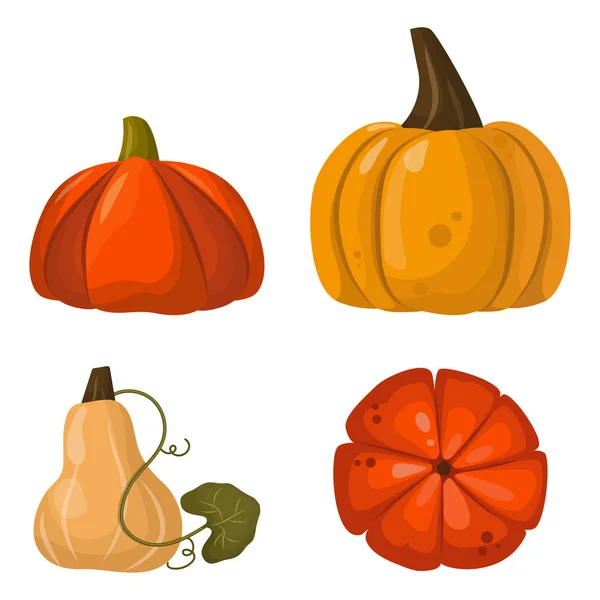 Calabaza fresca naranja vegetal aislado vector ilustración . — Vector de stock